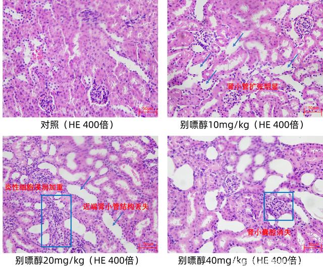 图1-5 小白鼠肾脏病理切片.jpeg