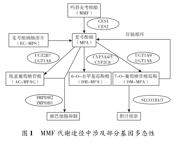 图1 mmf代谢途径中涉及部分基因多态性.png