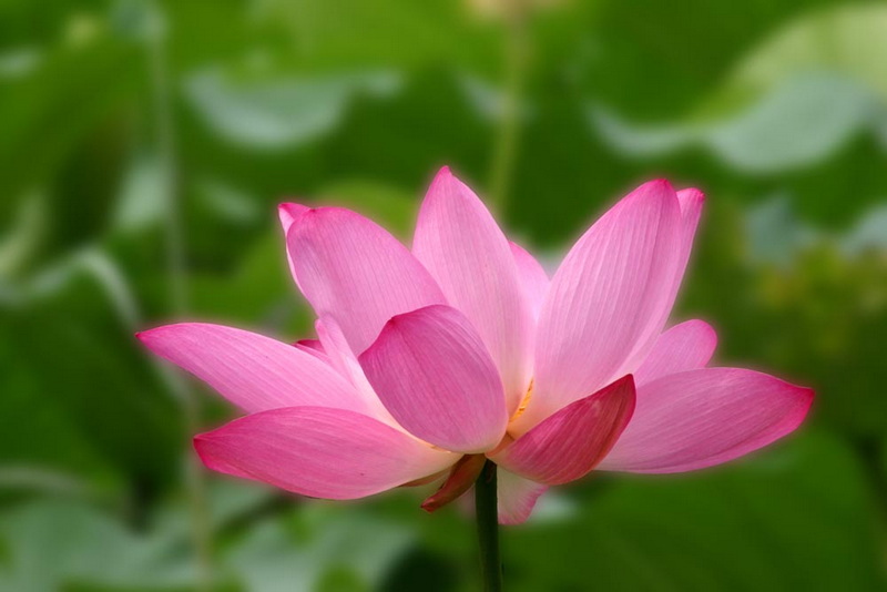 [原创]赏荷