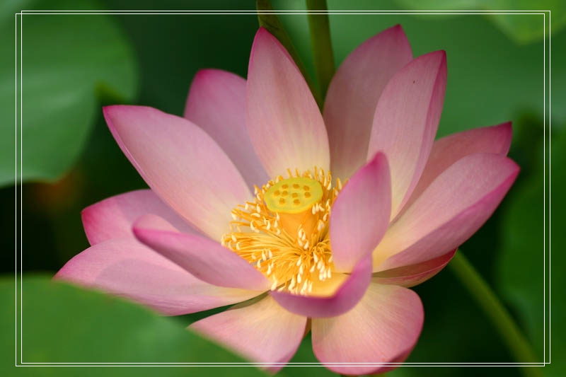 [原创]暑夏赏荷花