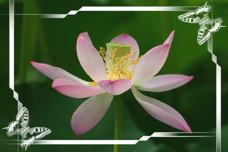 [原创]暑夏赏荷花