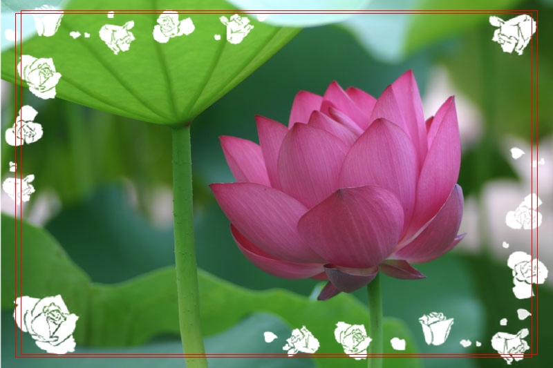 [原创]暑夏赏荷花