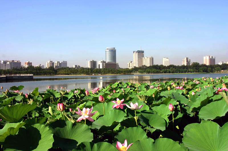 [原创]暑夏赏荷花之二