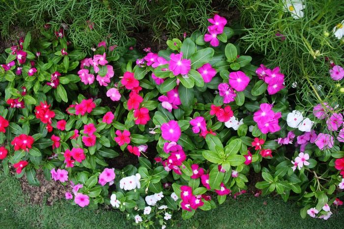 圣陶沙公园的花儿