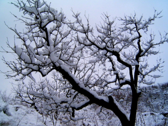 雪舞银蛇