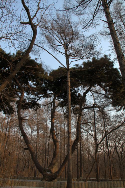北陵 156.jpg