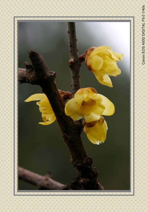 IMG_7323_conew1.jpg