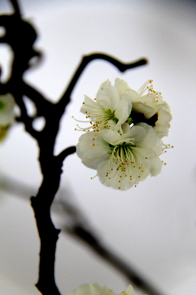 IMG_1804.JPG