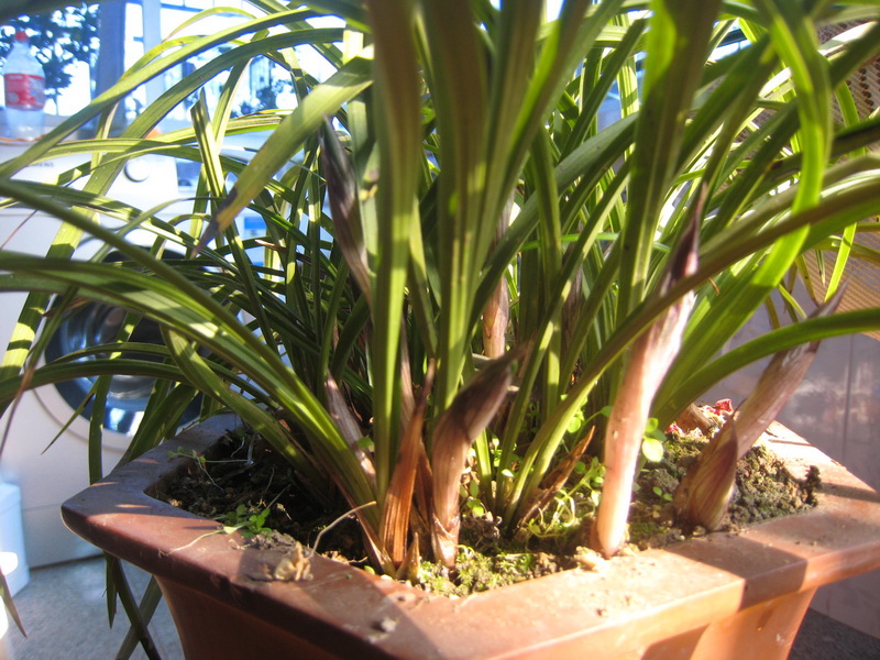 花苞象雨后春笋破土而出