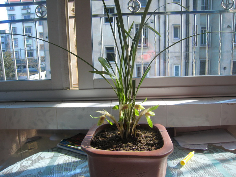 今年又买了一棵，不知明年会不会开