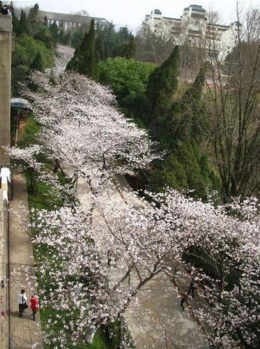 樱花大道