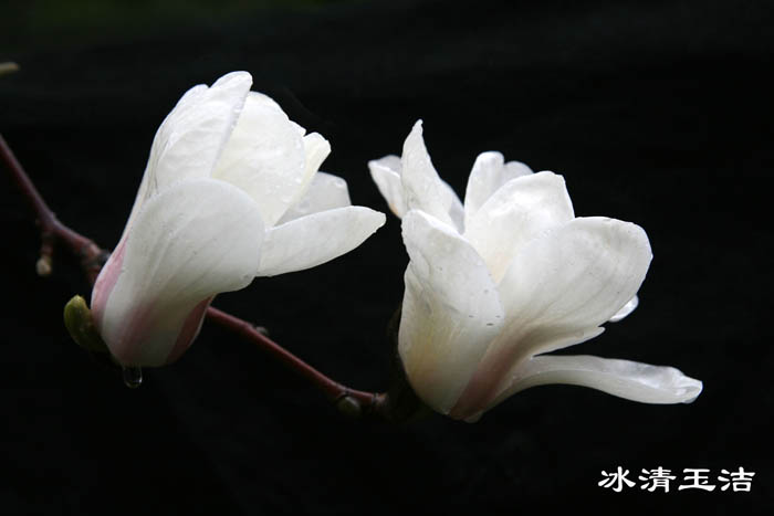 IMG_7748副本.jpg
