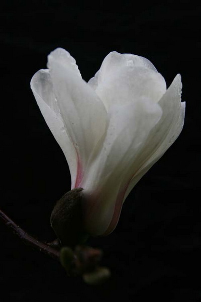 IMG_7751.jpg