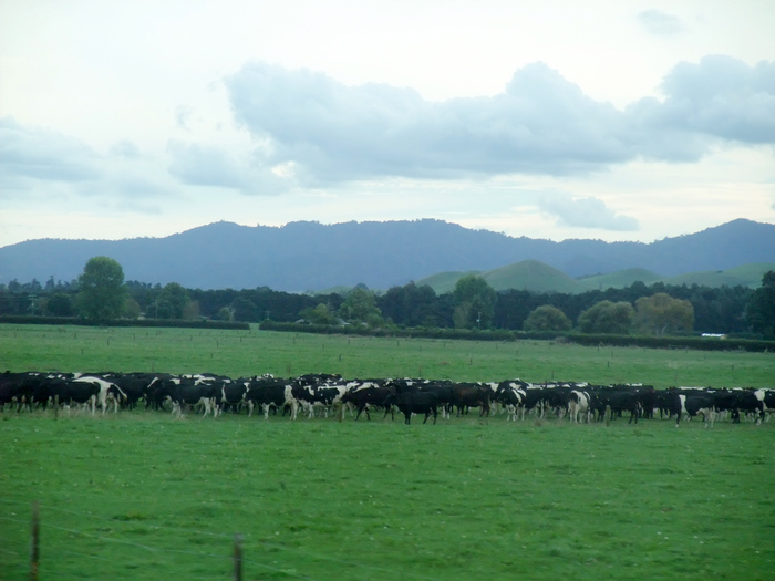 DSCF5291.jpg
