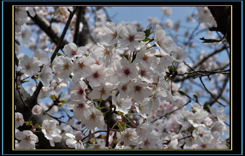 樱花