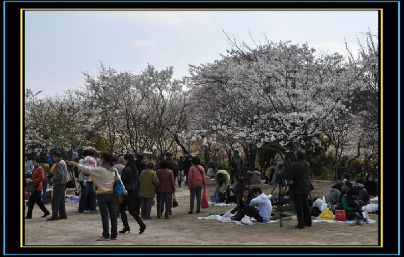 赏花人