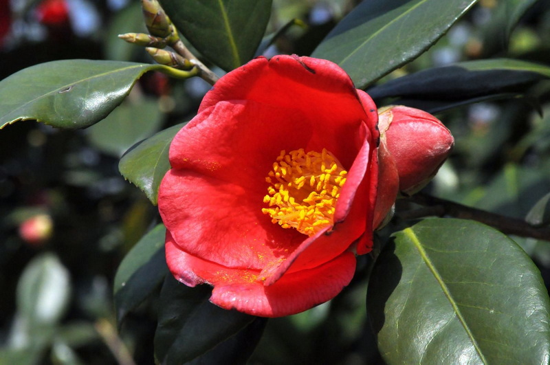 茶花