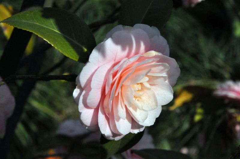 茶花