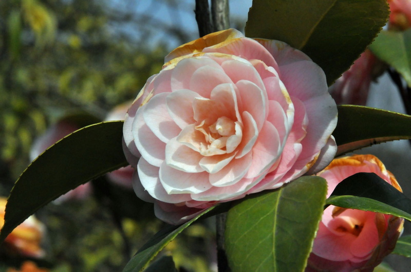 DSC_0354.jpg