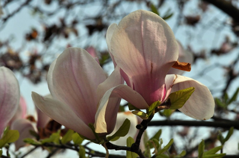 玉兰花