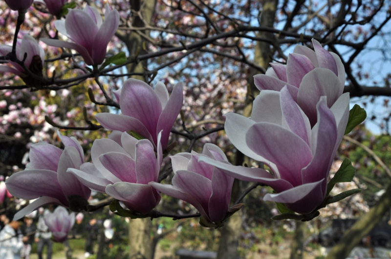 玉兰花