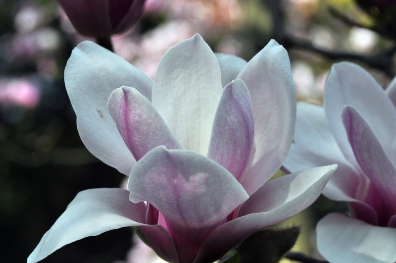 玉兰花