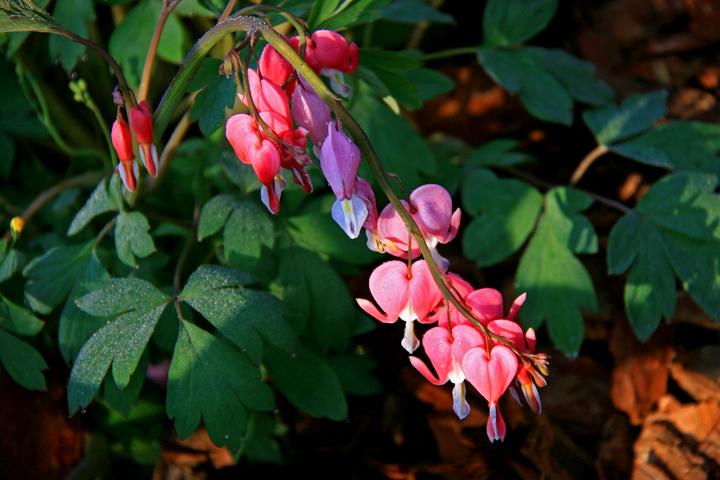 IMG_8678.JPG