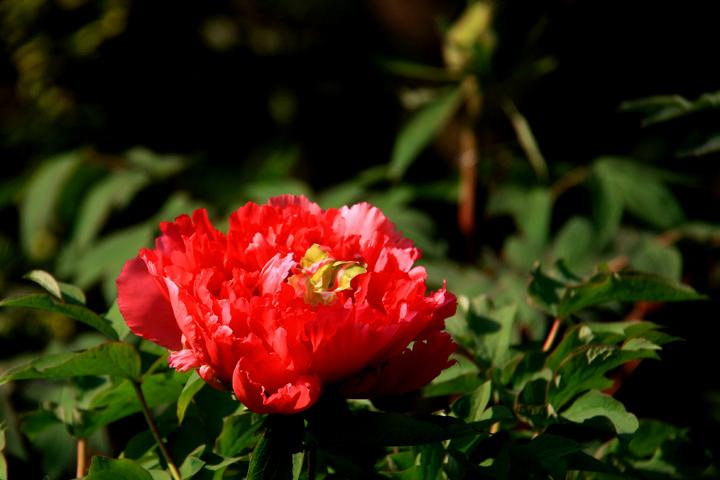 IMG_8729.JPG