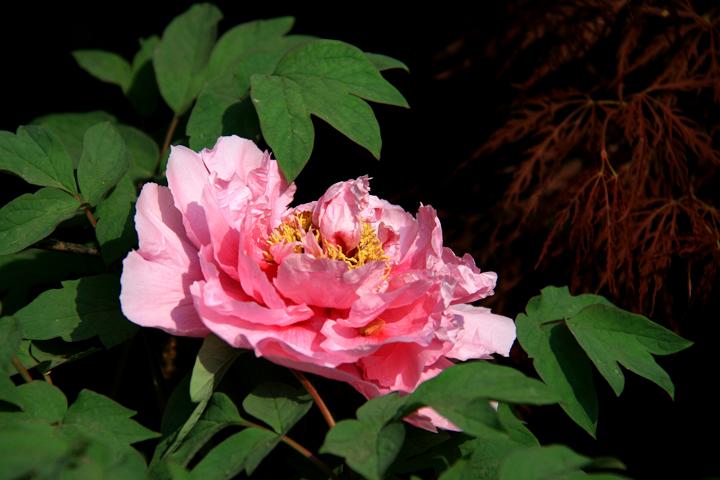 IMG_8745.JPG