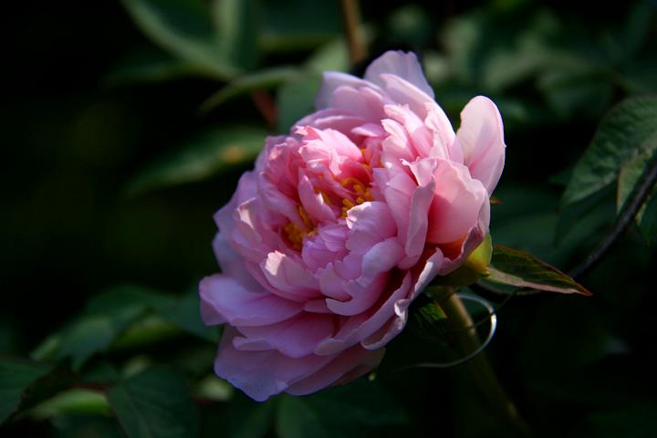 IMG_8781.JPG