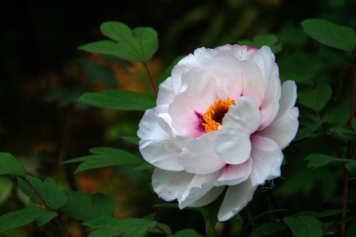 IMG_8796.JPG