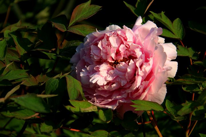 IMG_8654.JPG