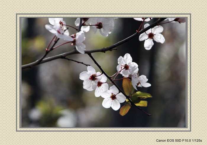 IMG_1068_conew1.jpg