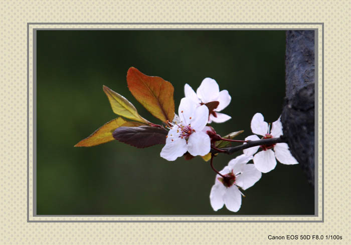 IMG_1069_conew1.jpg