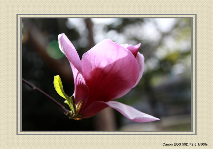 IMG_1055_conew1.jpg