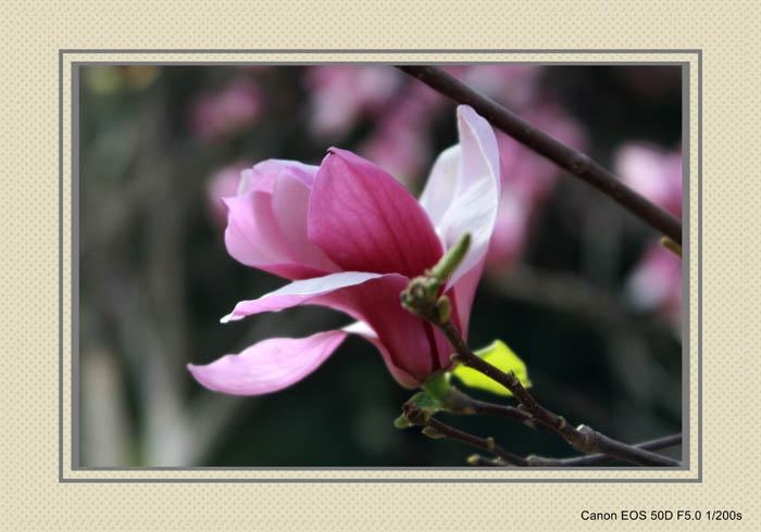 IMG_1058_conew1.jpg