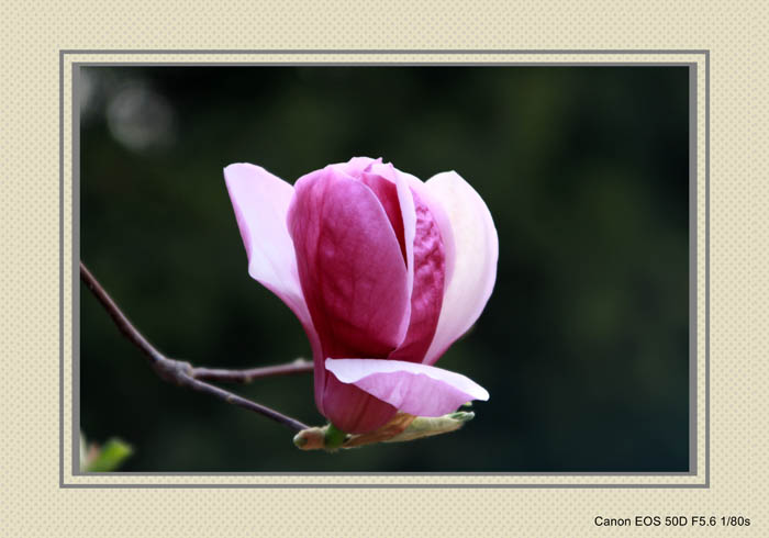 IMG_1060_conew1.jpg