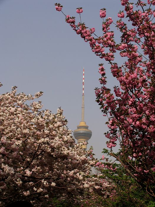 塔影樱花.jpg