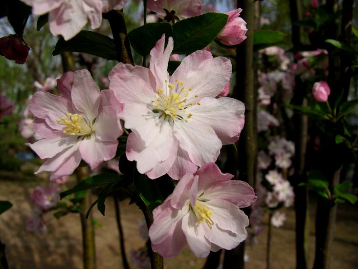 向阳花.jpg