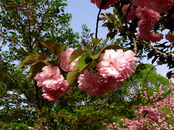 灿烂春花.jpg