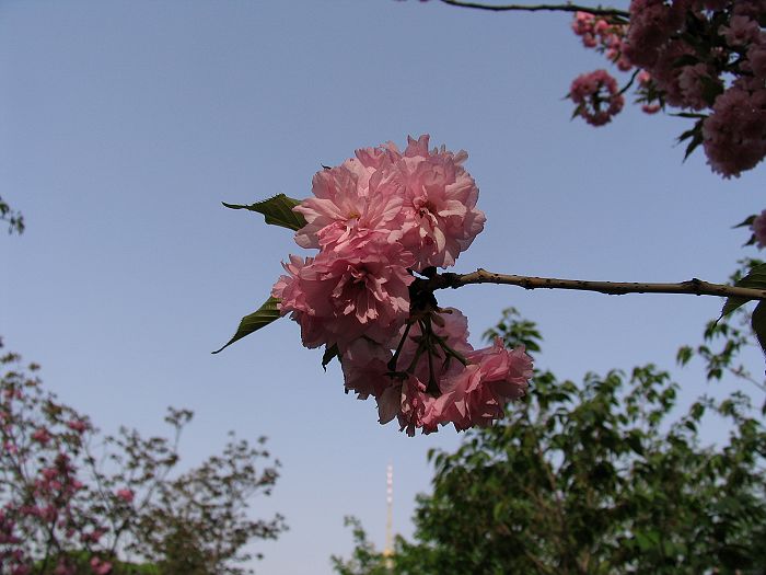 丽日樱花.jpg