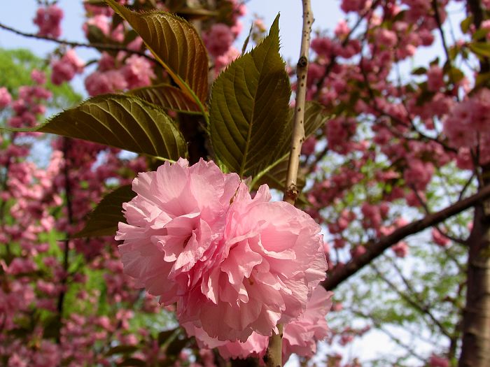花开富贵.jpg