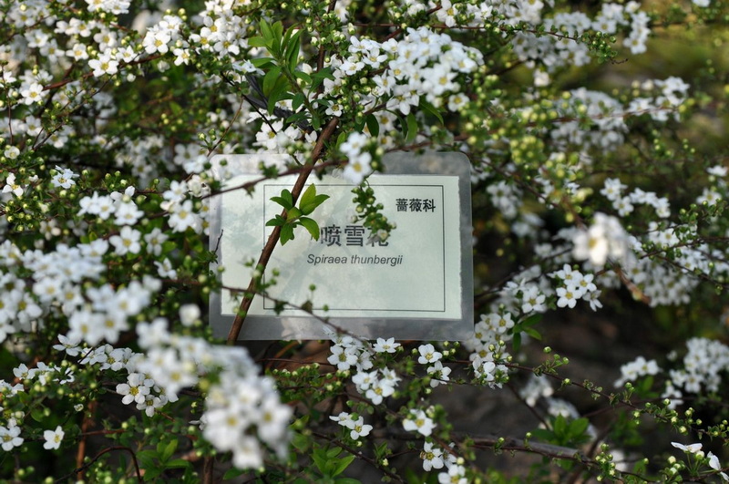 喷血花
