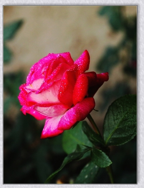 nEO_IMG_IMG_0018缩.jpg
