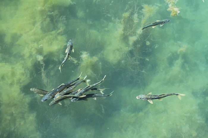 8.青海湖特产湟鱼