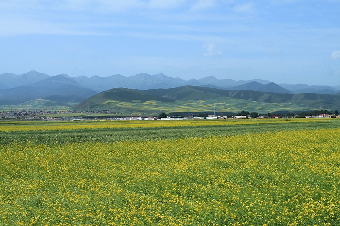 6.门源油菜花海六