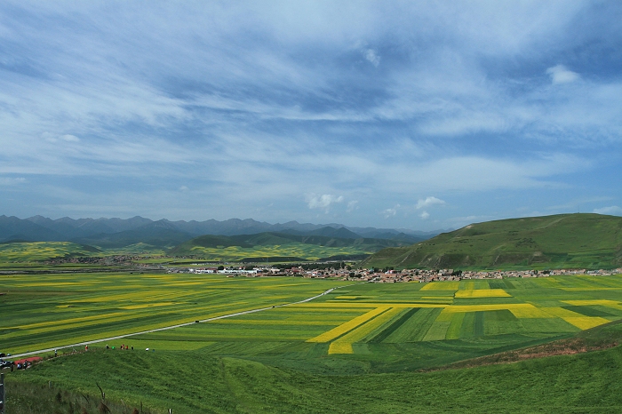 5.门源油菜花海五
