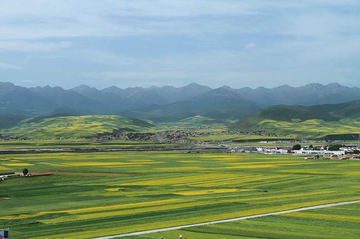 4.门源油菜花海四