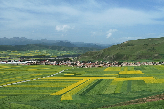 3.门源油菜花海三