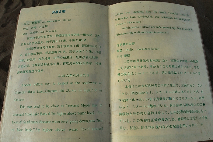 45.月泉古柳介绍